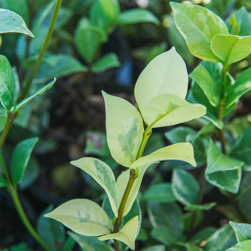 Perfect Plants Variegated Star Jasmine Vine 3 Perfect Plants Variegated Star Jasmine Vine