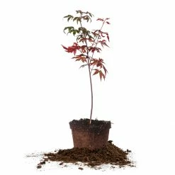 Perfect Plants All Trees Bloodgood Japanese Maple Tree