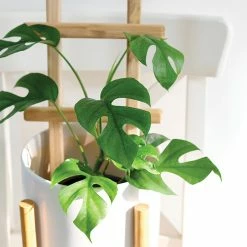 Perfect Plants Rhaphidophora Tetrasperma Mini Monstera