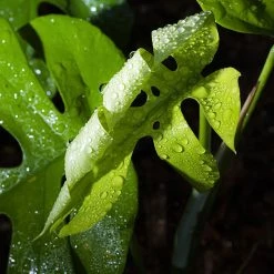 Perfect Plants Rhaphidophora Tetrasperma Mini Monstera