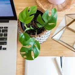 Perfect Plants Rhaphidophora Tetrasperma Mini Monstera