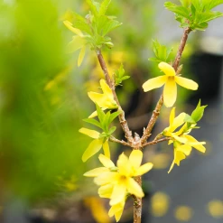 Perfect Plants All Shrubs & Hedges Lynwood Gold Forsythia Shrub