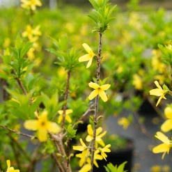 Perfect Plants All Shrubs & Hedges Lynwood Gold Forsythia Shrub