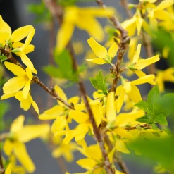 Perfect Plants All Shrubs & Hedges Lynwood Gold Forsythia Shrub