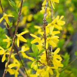 Perfect Plants All Shrubs & Hedges Lynwood Gold Forsythia Shrub