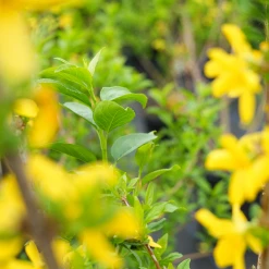 Perfect Plants All Shrubs & Hedges Lynwood Gold Forsythia Shrub