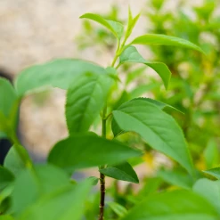 Perfect Plants All Shrubs & Hedges Lynwood Gold Forsythia Shrub