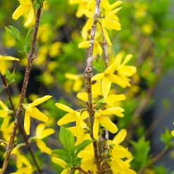 Perfect Plants All Shrubs & Hedges Lynwood Gold Forsythia Shrub
