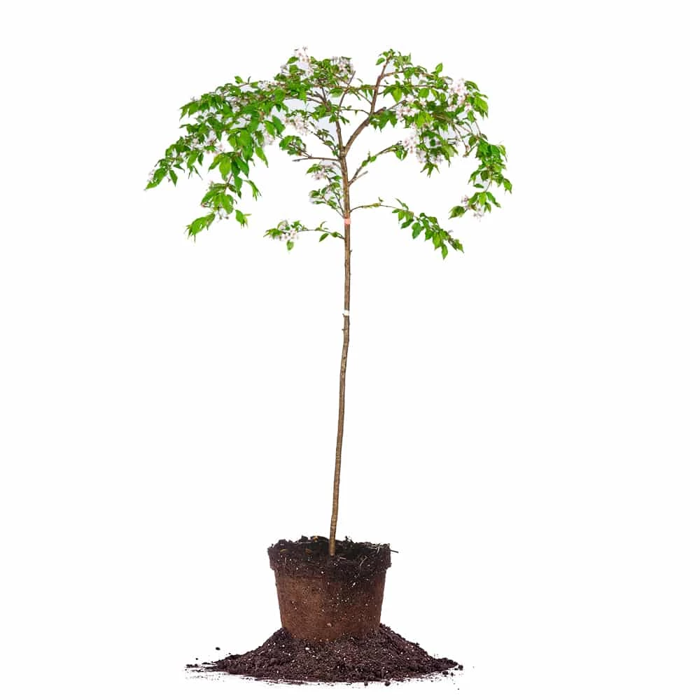 Perfect Plants Yoshino Cherry Tree All Trees 1 Perfect Plants Yoshino Cherry Tree All Trees