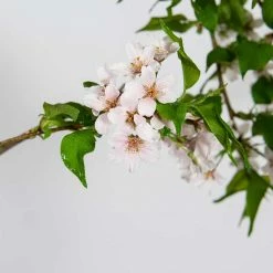 Perfect Plants Yoshino Cherry Tree All Trees