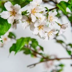 Perfect Plants Yoshino Cherry Tree All Trees 9 Perfect Plants Yoshino Cherry Tree All Trees