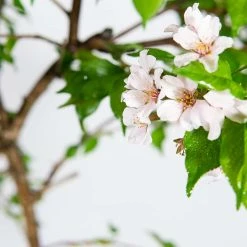 Perfect Plants Yoshino Cherry Tree All Trees 10 Perfect Plants Yoshino Cherry Tree All Trees