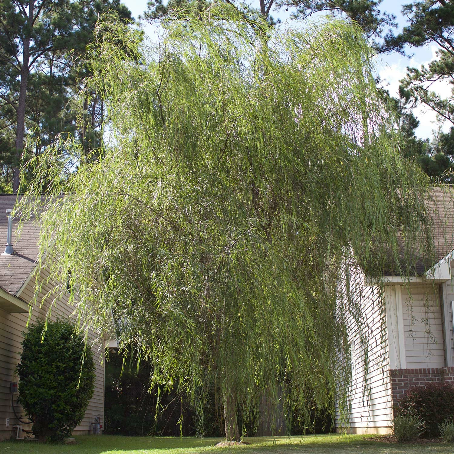 Perfect Plants Weeping Willow Tree 2 Perfect Plants Weeping Willow Tree