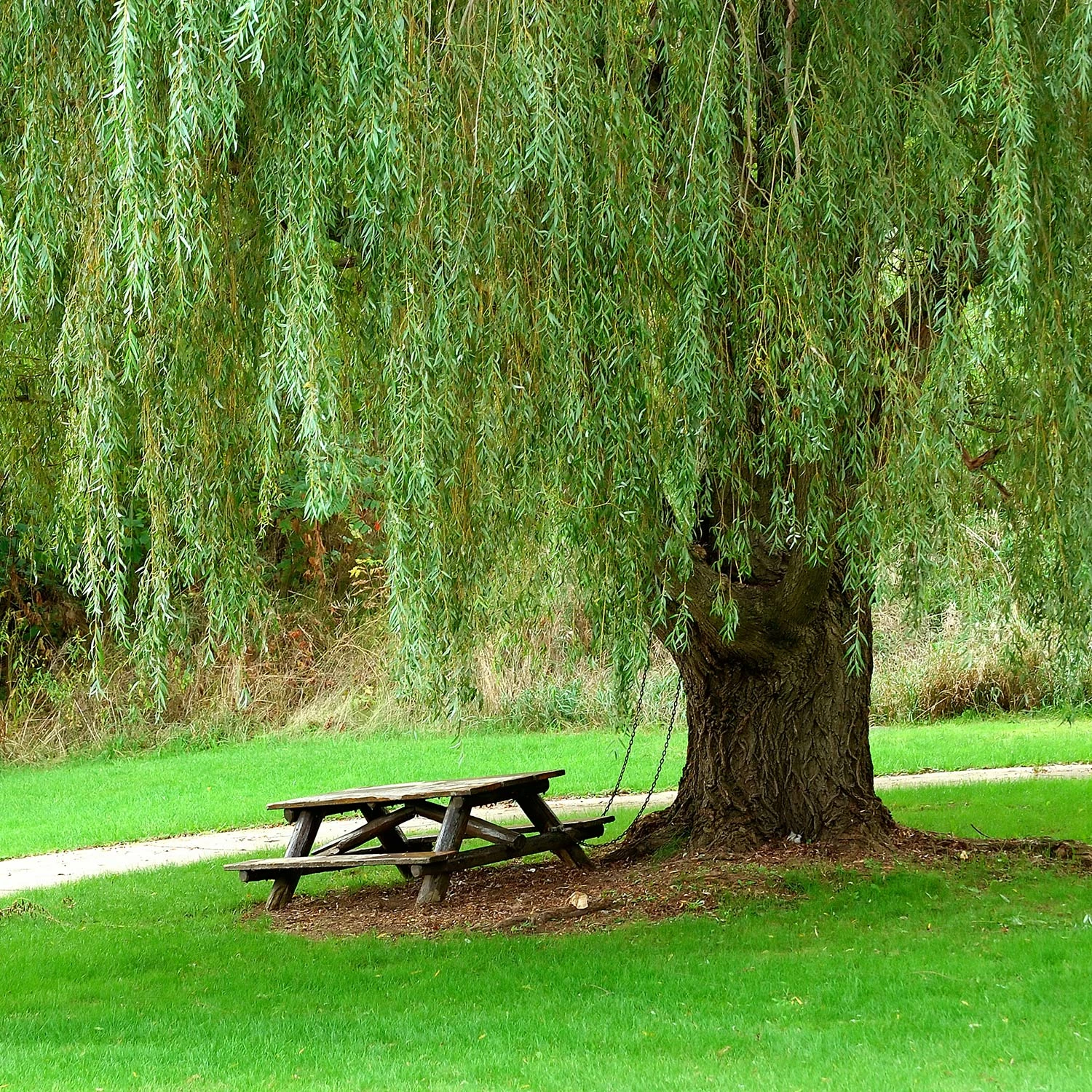 Perfect Plants Weeping Willow Tree 3 Perfect Plants Weeping Willow Tree