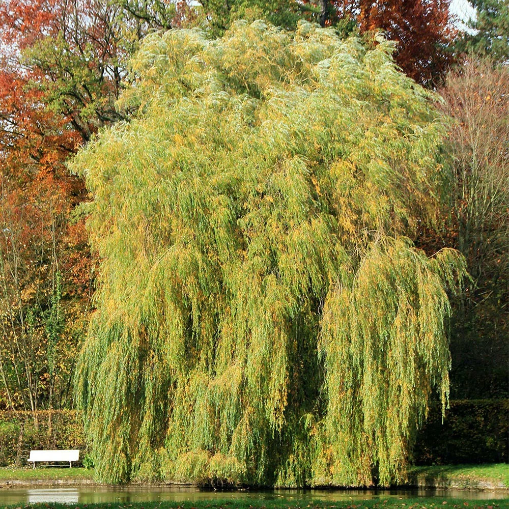 Perfect Plants Weeping Willow Tree 5 Perfect Plants Weeping Willow Tree