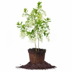 Perfect Plants White Fringe Tree