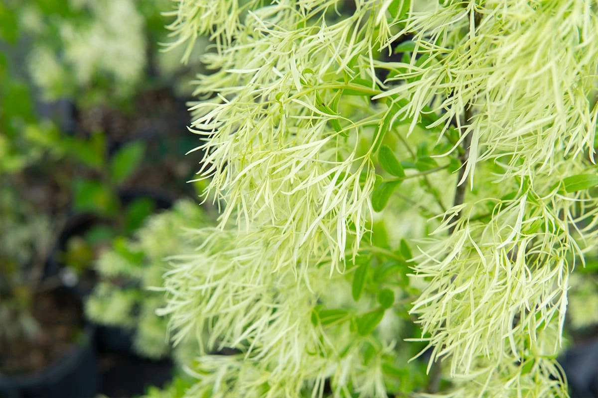Perfect Plants White Fringe Tree 2 Perfect Plants White Fringe Tree