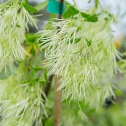 Perfect Plants White Fringe Tree 6 Perfect Plants White Fringe Tree