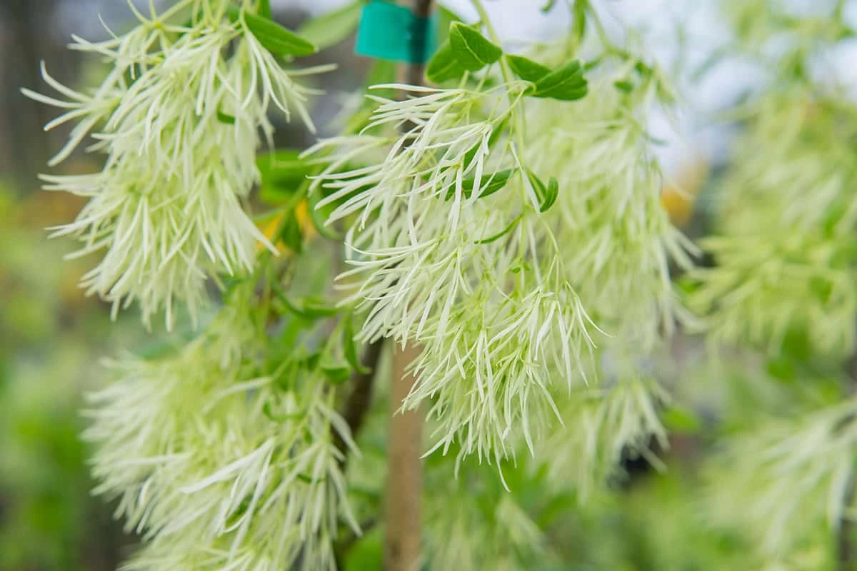 Perfect Plants White Fringe Tree 3 Perfect Plants White Fringe Tree
