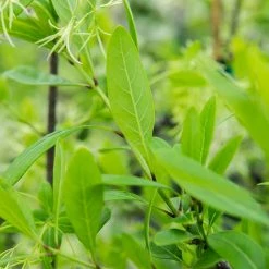 Perfect Plants White Fringe Tree 7 Perfect Plants White Fringe Tree