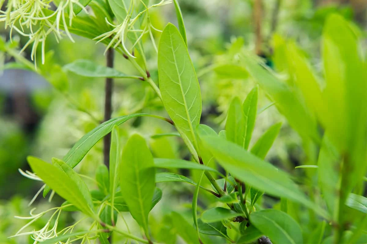 Perfect Plants White Fringe Tree 4 Perfect Plants White Fringe Tree