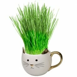 Perfect Plants Organic Cat Grass Kit |View All 11 Perfect Plants Organic Cat Grass Kit |View All