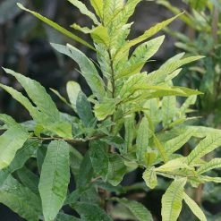 Perfect Plants All Trees Wildlife Plant Variety Pack 7 Perfect Plants All Trees Wildlife Plant Variety Pack