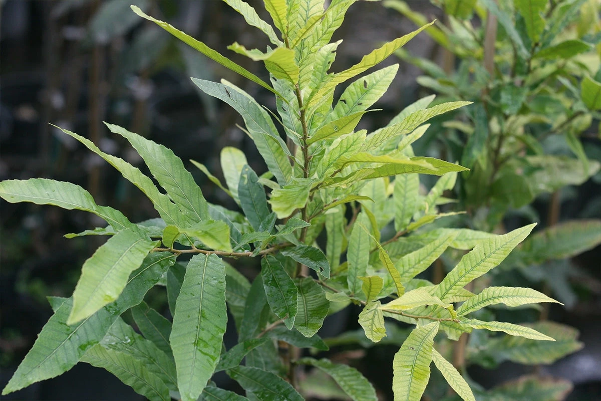 Perfect Plants All Trees Wildlife Plant Variety Pack 3 Perfect Plants All Trees Wildlife Plant Variety Pack