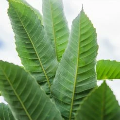 Perfect Plants All Trees Wildlife Plant Variety Pack 9 Perfect Plants All Trees Wildlife Plant Variety Pack