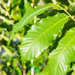 Perfect Plants All Trees Wildlife Plant Variety Pack