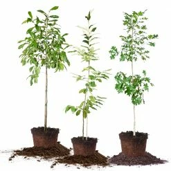 Perfect Plants All Trees Wildlife Plant Variety Pack