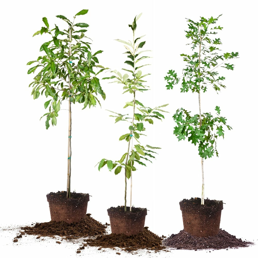 Perfect Plants All Trees Wildlife Plant Variety Pack 1 Perfect Plants All Trees Wildlife Plant Variety Pack