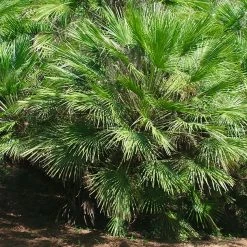 Perfect Plants Salt Tolerant Shrubs Windmill Palm Tree