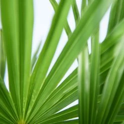 Perfect Plants Salt Tolerant Shrubs Windmill Palm Tree