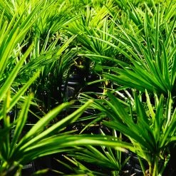 Perfect Plants Salt Tolerant Shrubs Windmill Palm Tree