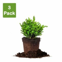 Perfect Plants Boxwood Shrubs Wintergreen Boxwood Shrub