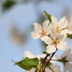 Perfect Plants All Trees Weeping Yoshino Cherry Tree