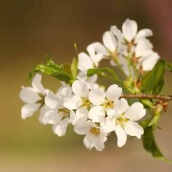 Perfect Plants All Trees Weeping Yoshino Cherry Tree