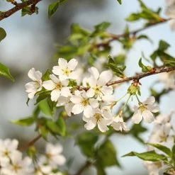 Perfect Plants All Trees Weeping Yoshino Cherry Tree