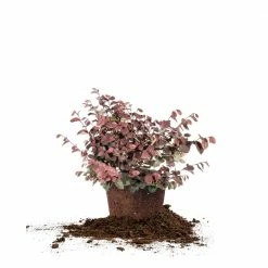 Perfect Plants Loropetalum Zhuzhou Chinese Fringe Flower Shrub