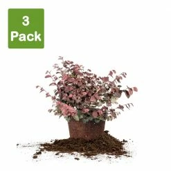 Perfect Plants Loropetalum Zhuzhou Chinese Fringe Flower Shrub